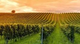 Ristrutturazione e Riconversione Vigneti