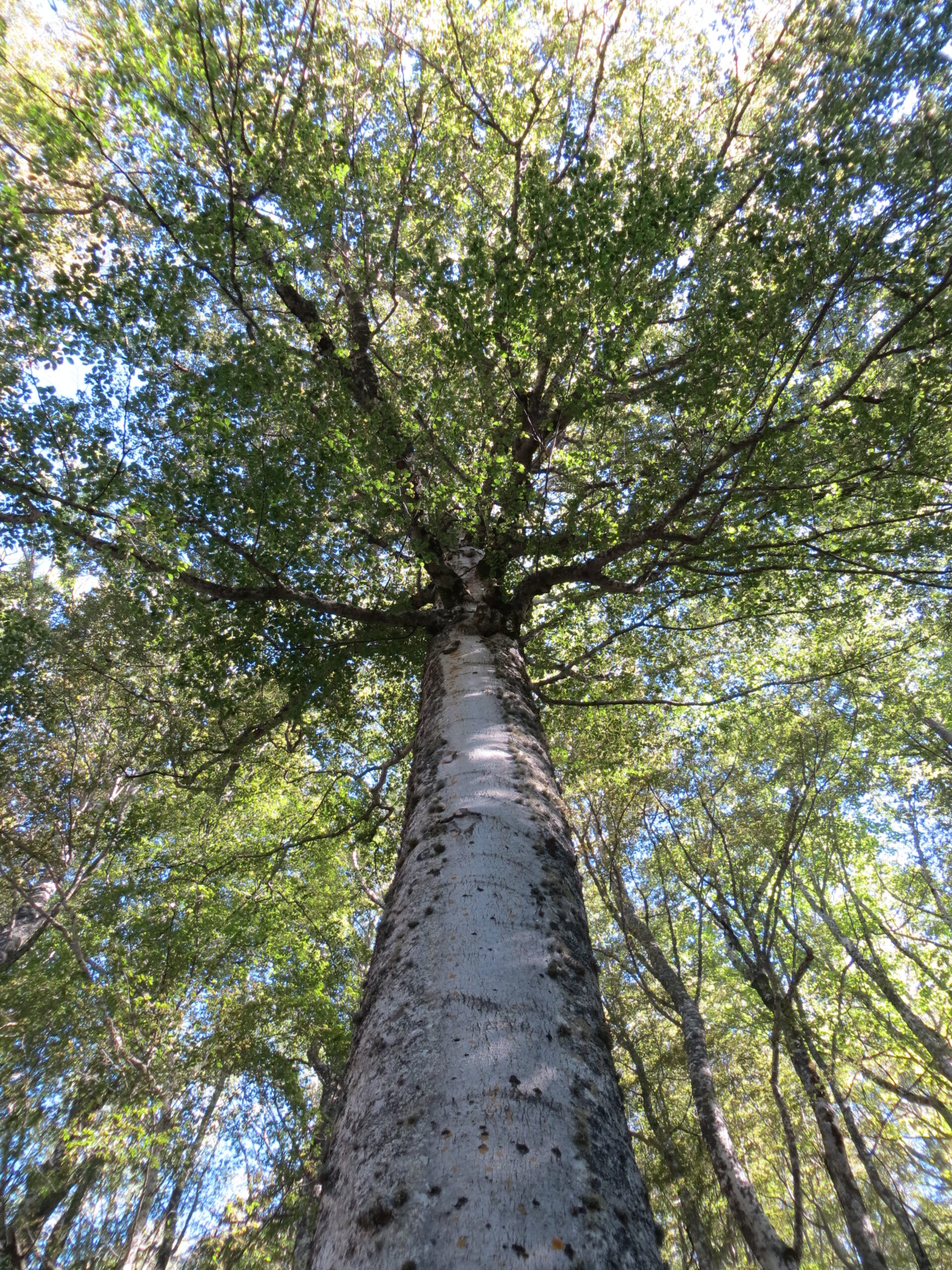 Villacidro 21 Marzo: Incontro sui Grandi Alberi